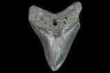 Serrated, Fossil Megalodon Tooth - Georgia #101507-1